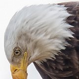 13SB1356 Bald Eagle Portrait